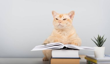 Birmanya kedisi açık bir kitapla masada oturuyor. Kitapları mavi duvara karşı kopyalama alanı olan akıllı hayvan