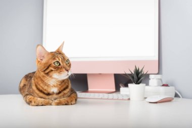 Bir Bengal kedisi klavye ve yeşil saksı bitkisinin yanında beyaz bir masada oturur. Modern, minimalist bir iç mekan, bir ev ofisi, konfor ve evden çalışma.