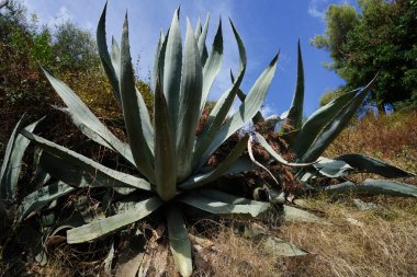Fransa 'nın Akdeniz kıyısında yetişen tropikal agave bitkisi.
