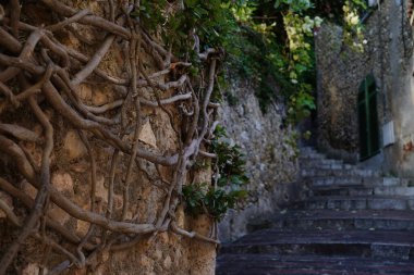 Taş duvarda kökleri var..