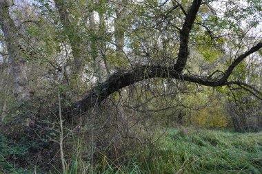 Villeneuve-Loubet şehrindeki Vaugrenier parkındaki eğimli ağaç.