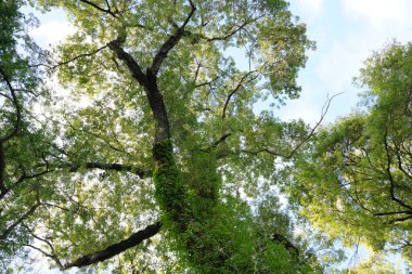 Açık mavi gökyüzüne karşı sarmaşıkla kaplı uzun ağaçlar.