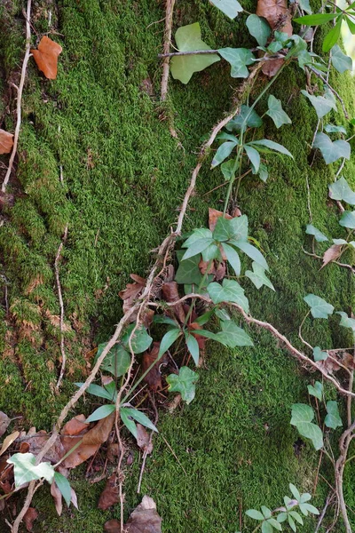 在一棵老树的树干上挂着常春藤和鲜绿的苔藓 — 图库照片