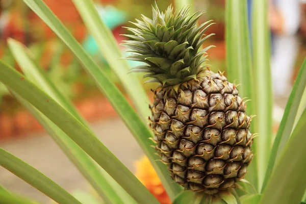 Ananas Tropicale Che Cresce Giardino — Foto Stock