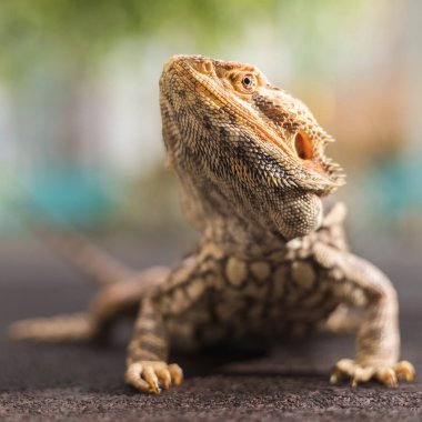 Çok tatlı sakallı bir ejderha parkta güneşlenmenin tadını çıkarıyor..