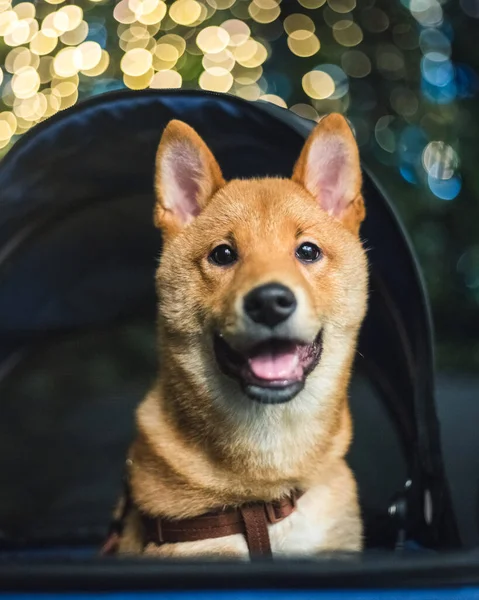 Die Eroberung Eines Niedlichen Shiba Hongkong — Stockfoto