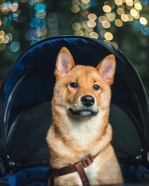 Hong Kong 'da şirin bir Shiba yakalamak.