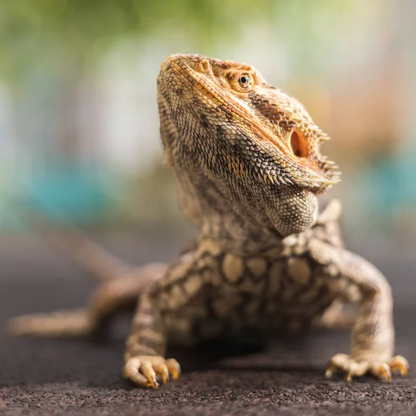 Çok tatlı sakallı bir ejderha parkta güneşlenmenin tadını çıkarıyor..
