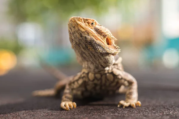 Çok tatlı sakallı bir ejderha parkta güneşlenmenin tadını çıkarıyor..