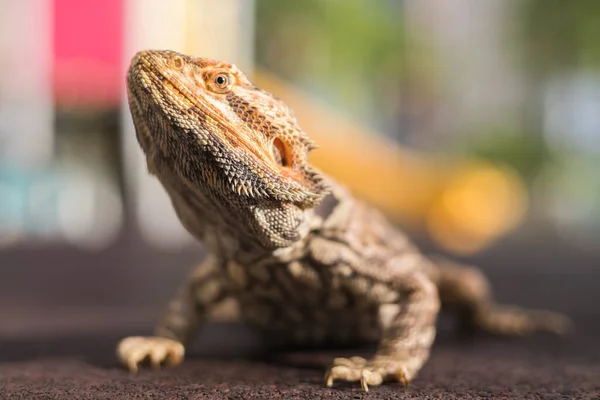 Ein Sehr Niedlicher Bartagame Genießt Das Sonnenbad Park — Stockfoto