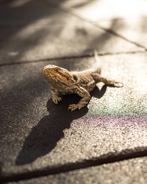 Ein Sehr Niedlicher Bartagame Genießt Das Sonnenbad Park — Stockfoto