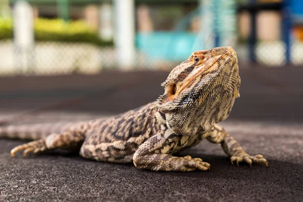 Çok tatlı sakallı bir ejderha parkta güneşlenmenin tadını çıkarıyor..