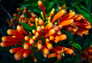 Çiçek açmayı bekleyen güzel turuncu tomurcuklar..