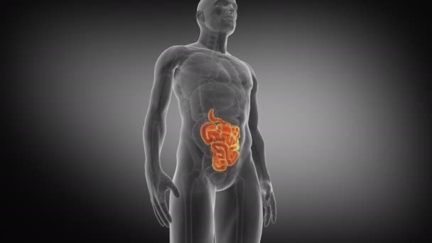 人間の腸 小腸の医学的に正確なアニメーション 3Dレンダリング4K — ストック動画