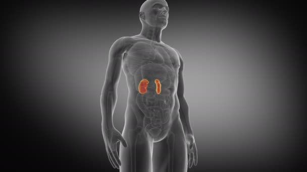 ヒューマン 腎臓の医学的に正確なアニメーション 3Dレンダリング4K — ストック動画