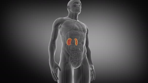 Menschliche Niere Medizinisch Korrekte Animation Der Nieren Rendern — Stockvideo