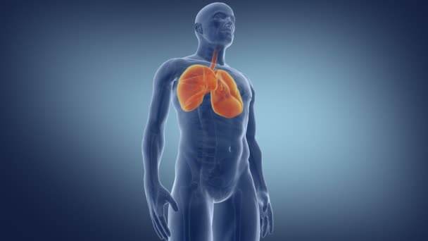 Ανθρώπινος Πνεύμονας Ιατρικά Ακριβής Κίνηση Των Πνευμόνων Καθιστούν — Αρχείο Βίντεο