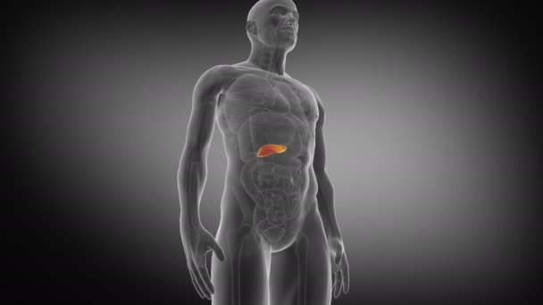 Pancreas Umano Animazione Medico Accurata Del Pancreas Rendering — Video Stock