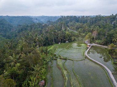 Endonezya 'daki Bali adasının pirinç teraslarındaki insansız hava aracının görüntüsü. Kulübeleri olan yeşil pirinç tarlaları.