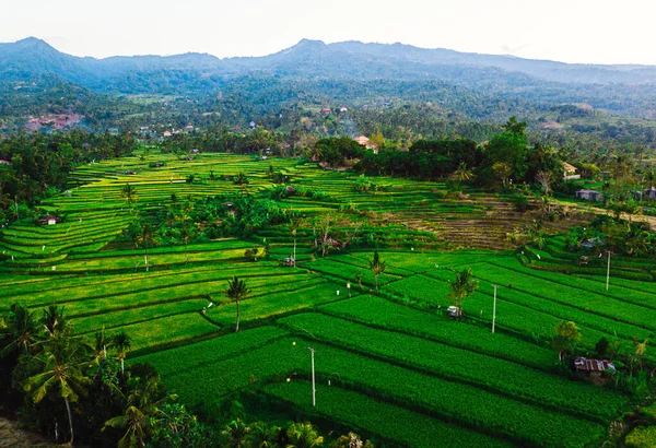 インドネシアのバリの棚田での黄金の時間の日没 収穫前の夏の緑のフィールド 東南アジアを旅行し 探検してください アジアの稲作方法 — ストック写真