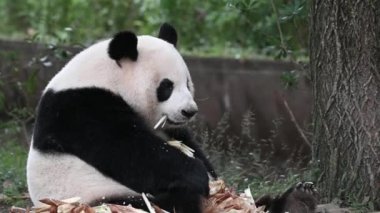 Şirin Panda hayvanat bahçesinde bambu yiyor. Tembel panda yalan söylüyor ve güçlü dişler sert bambu saplarını ısırıyor. Büyüleyici Panda çubukları çiğneyip her lokmanın tadını çıkarıyor. Chengdu, Sichuan, Çin. Yavaş çekim.