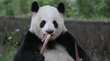 Çin turistik merkezi - dev panda Chengdu, Sichuan, Çin 'de bambu yiyor. Orta Çin 'deki dağlardan gelen siyah beyaz panda. Ülke dışında sadece birkaç düzine insan hayatta kalabildi..