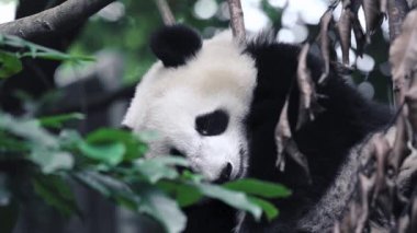 Genç dev panda yavrusu uyuyor ve başını bir ağaca yaslıyor. Uyurken yüzünü ve dilini oynatıyor. Manzarayı kapat. Chengdu, Sichuan bölgesi, Çin.