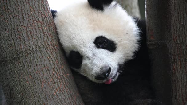 Joven Cachorro Panda Gigante Duerme Inclina Cabeza Sobre Árbol Mueve — Vídeo de stock