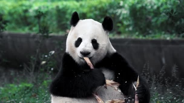 Joven Cachorro Panda Gigante Duerme Inclina Cabeza Sobre Árbol Mueve — Vídeo de stock