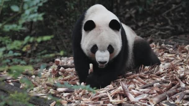 Giovane Cucciolo Panda Gigante Dorme Sporge Testa Albero Spostando Viso — Video Stock