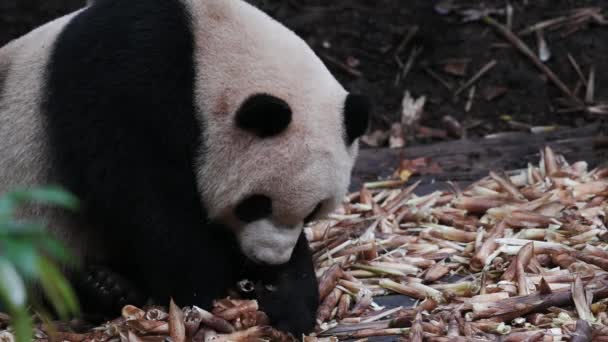 Joven Cachorro Panda Gigante Duerme Inclina Cabeza Sobre Árbol Mueve — Vídeos de Stock