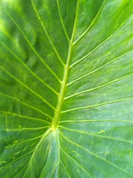 Листья Зеленого Растения — стоковое фото
