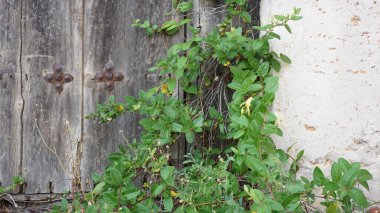 Bitkiler eski bir kapının önünde yetişir.