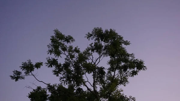 Silhueta Árvore Contra Fundo Cinza — Fotografia de Stock