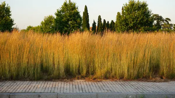 Plantes Sur Fond Bleu Ciel — Photo