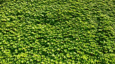 büyük dağcı yeşil bitkisinin arka planı