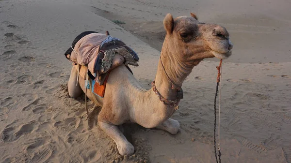 Animal Camelo Contra Fundo Deserto — Fotografia de Stock