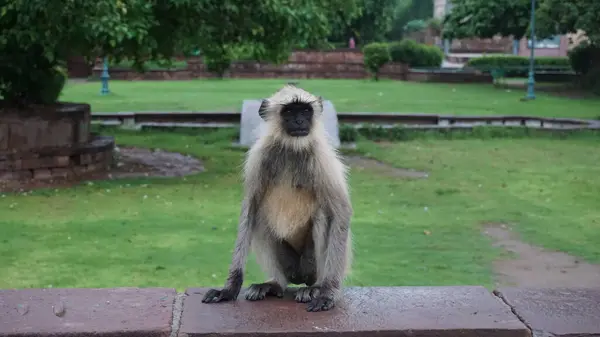 Monyet Melihat Kamera Dengan Latar Belakang Hijau — Stok Foto