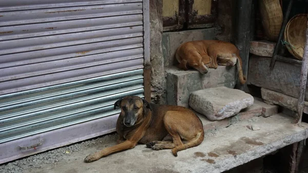 Street Dogs Sleeping Trowalk — стоковое фото