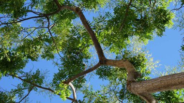 Mavi gökyüzüne karşı ağaç üstü arkaplanı