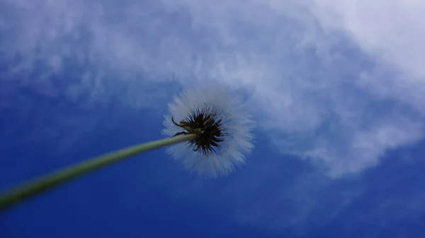 云天背景下的蒲公英 — 图库照片