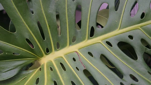 Hoja Planta Verde Sobre Fondo Gris —  Fotos de Stock