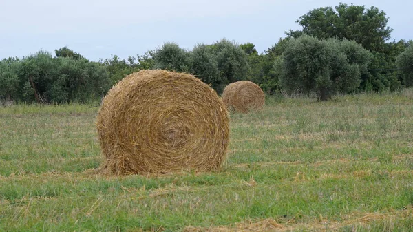 Halmbalen Mot Fältbakgrund — Stockfoto