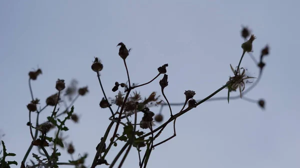 Wilde Pflanzensilhouette Vor Weißem Hintergrund — Stockfoto