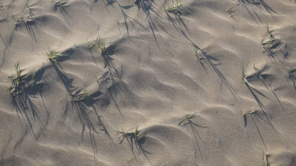 Erba Verde Sul Mare Che Cresce Nella Sabbia — Foto Stock