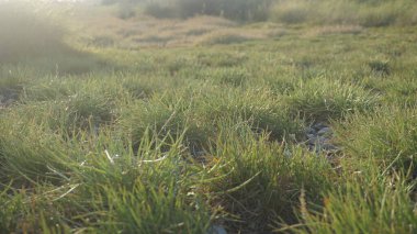 taze yeşil çayır arkaplanı