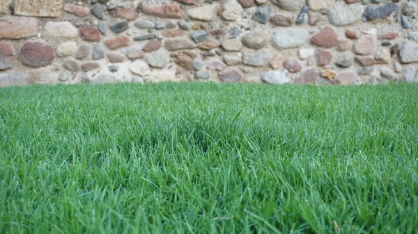 Grama Verde Contra Fundo Parede Pedra — Fotografia de Stock