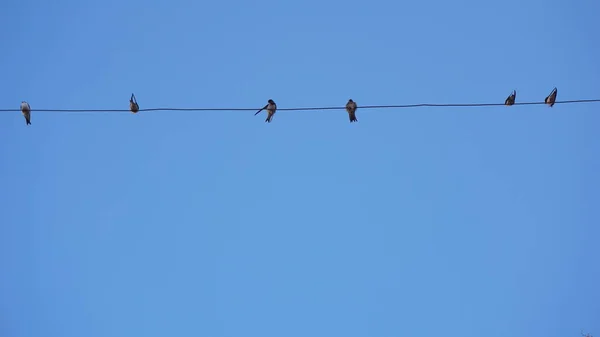 青い背景のケーブルの上の鳥は — ストック写真