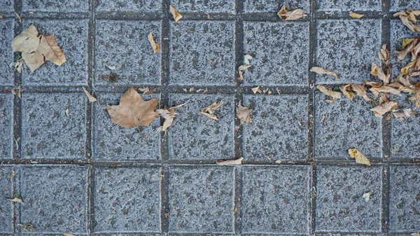 Dried Leaves Sidewalk — Stock Photo, Image