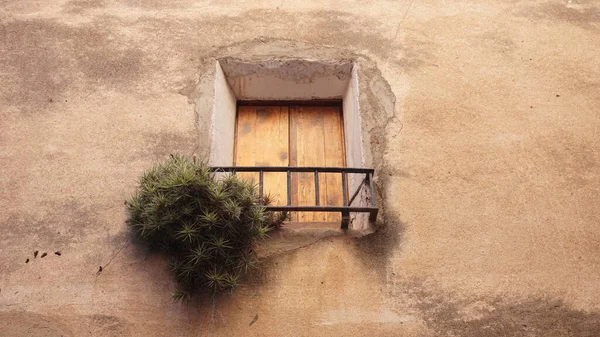 Pequeña Ventana Con Planta Suelo Sobre Fondo Gris — Foto de Stock